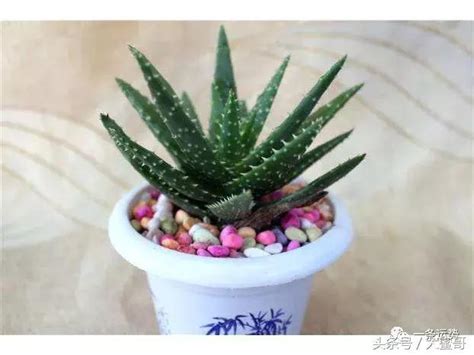 帶刺植物風水